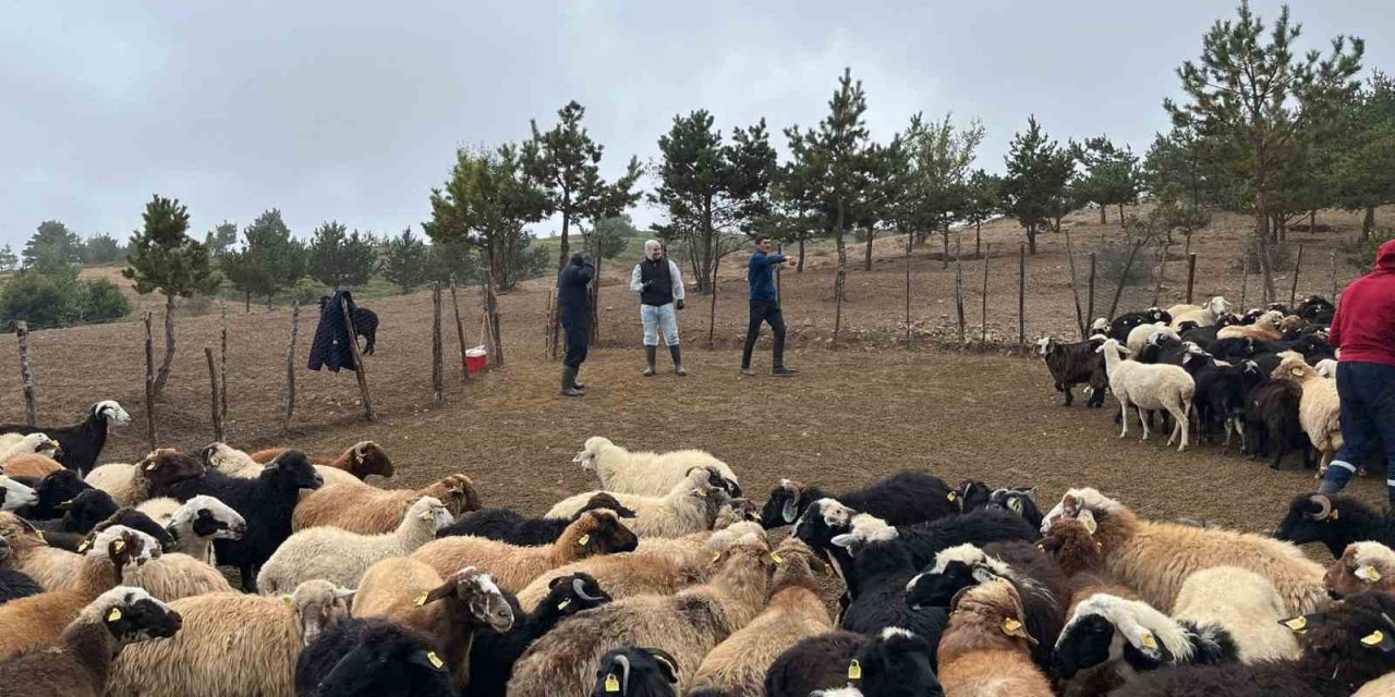 Tokat’ta çobanlara hayvan sağlığı eğitimi