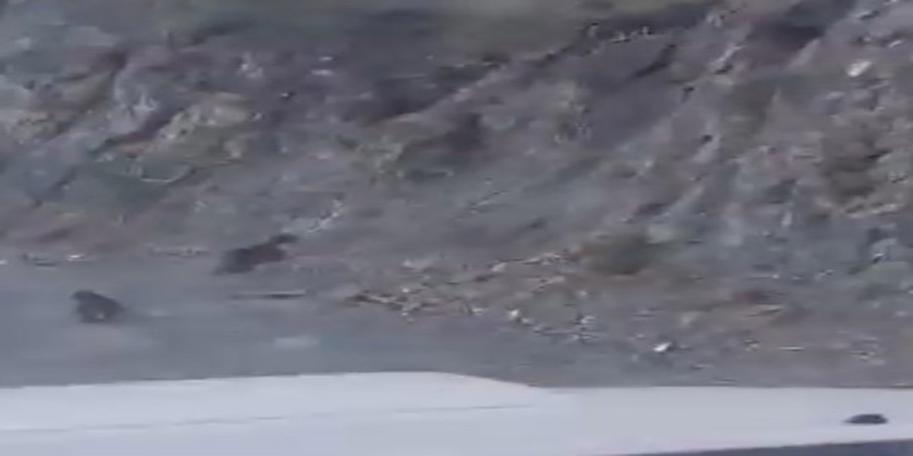 Bolu’da anne ayı ve yavrusu korkuyla dağa tırmandı, o anlar kamerada