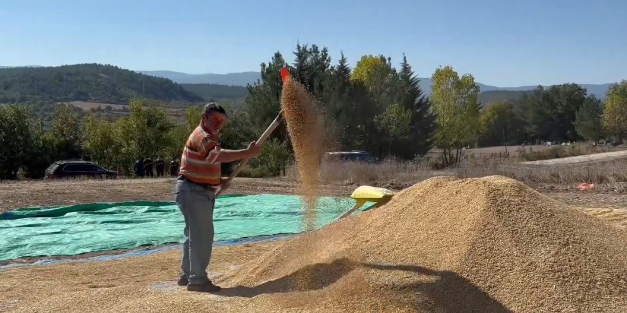 Sinop, çeltik üretiminde Türkiye’de 6’ncı sırada