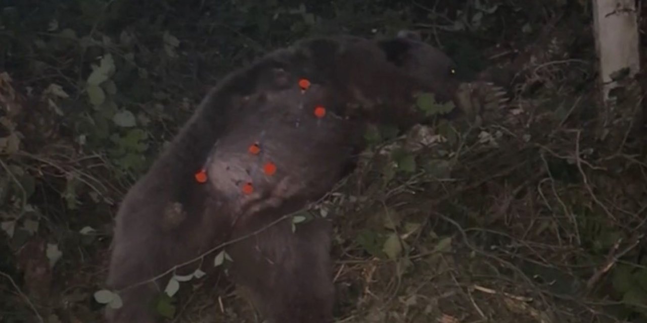 Kapana yakalanan ayı kurtarıldı