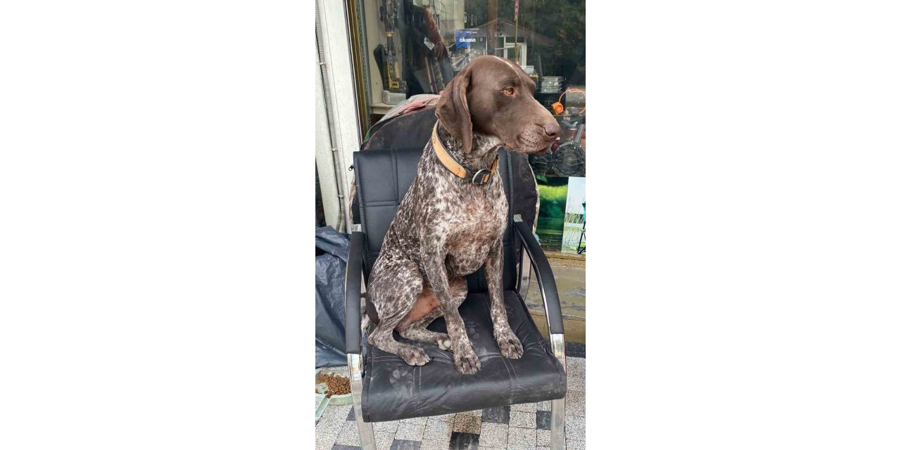 Kurzuar cinsi av köpeği kayboldu