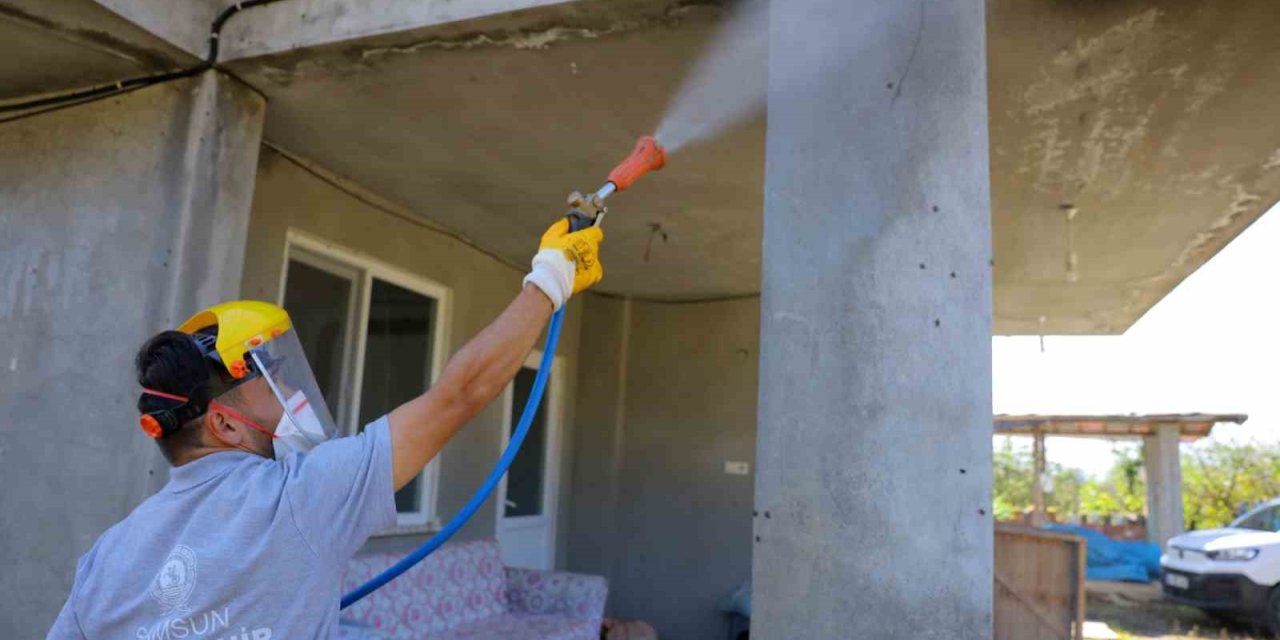 Samsun’da kahverengi kokarcaya karşı kışlak seferberliği