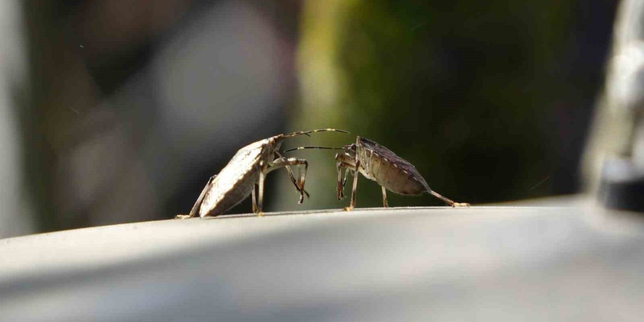 Trabzon’da kahverengi kokarca alarmı
