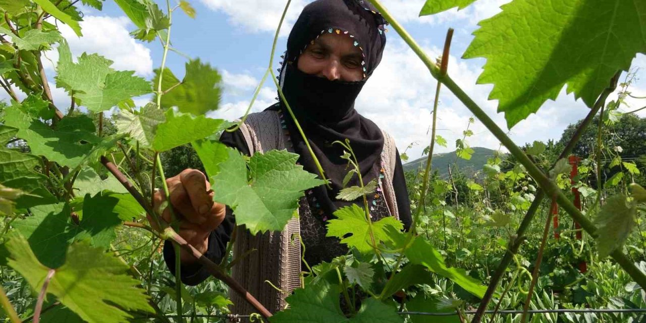 Prof. Dr. Gerçekcioğlu: "Meyveciliği örtü altına almalıyız"