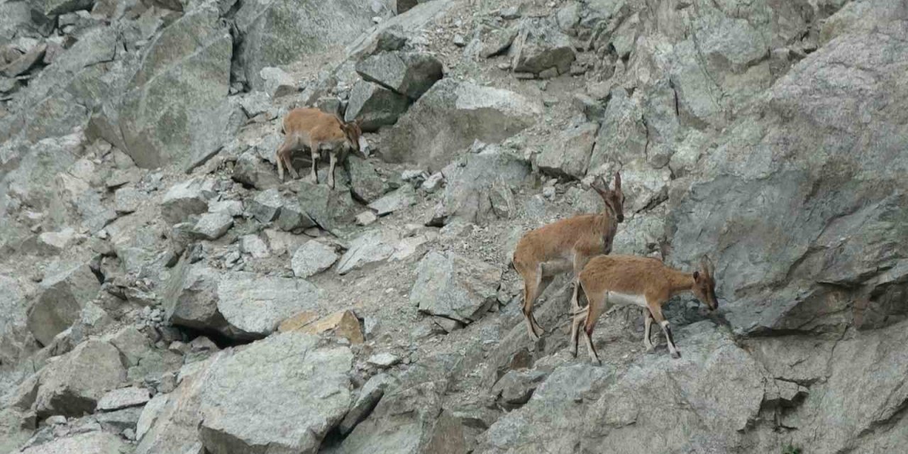 Artvin’de dağ keçileri drone kamerasına yansıdı