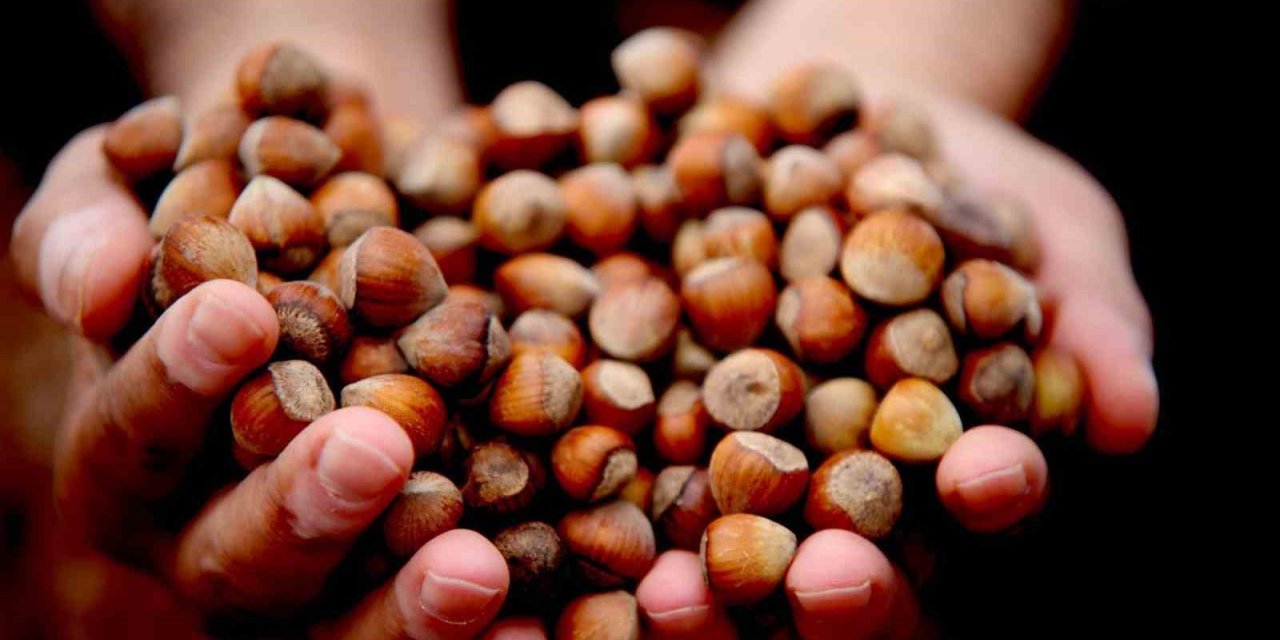 Düzce’de 15 bin 288 ton ihraç edildi