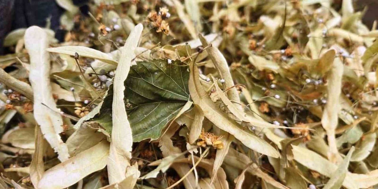 Şifa deposu ıhlamura ilgi arttı