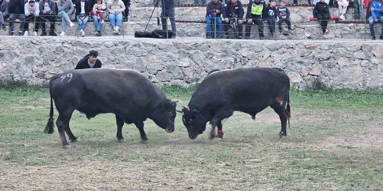 Şap hastalığı nedeniyle ertelenen Ardanuç boğa güreşleri festivali sona erdi