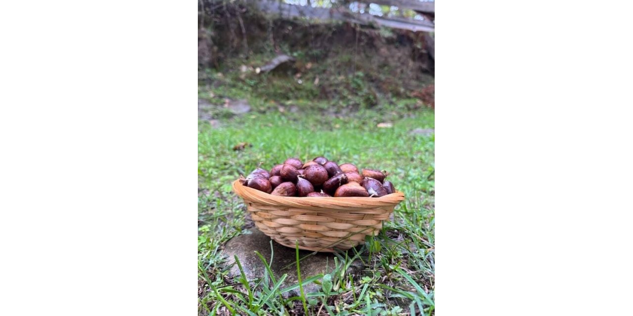 Türkeli’de kestane sezonunda vatandaşlar ormana akın etti