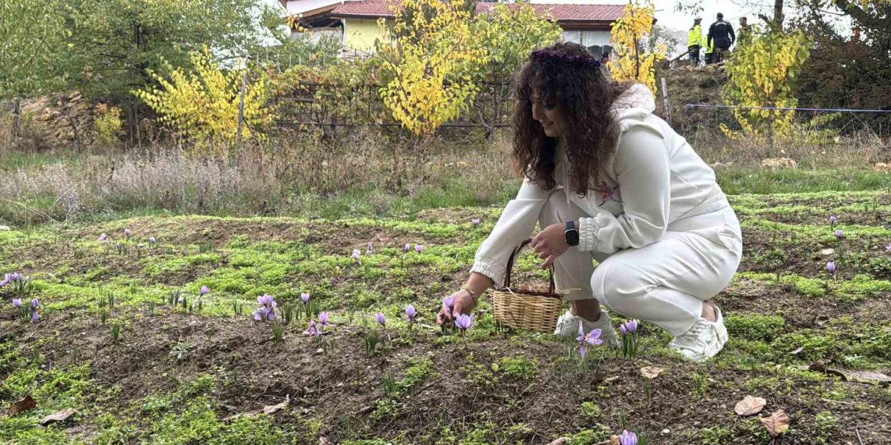 ’Dünyanın en pahalı baharatı’ safranın kilogramı 600 bin liradan satılacak