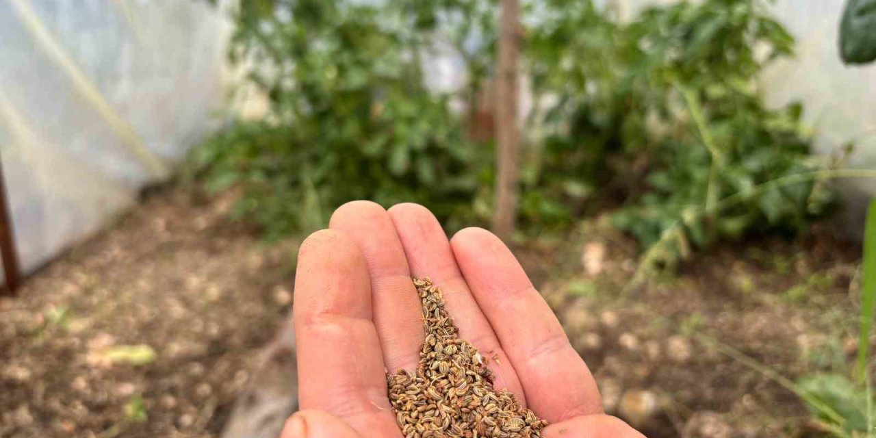 Bir balkonun bereketi, ülkenin umudu oldu