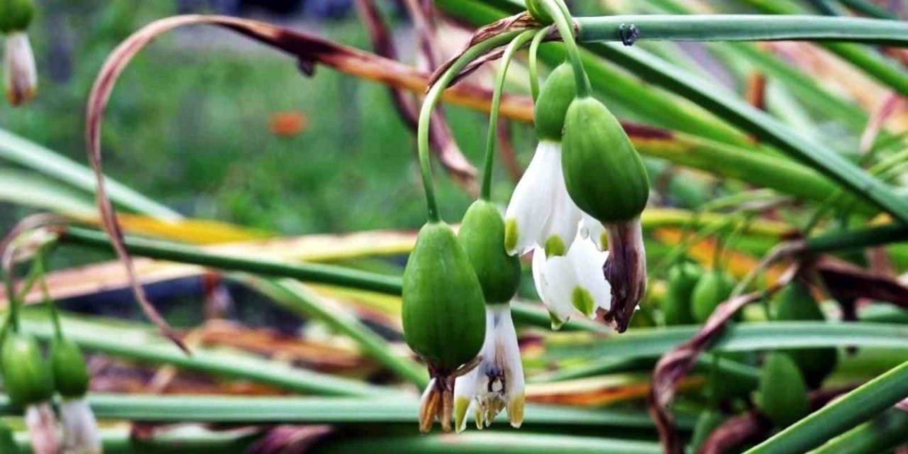 Tıbbi ve aromatik bitki üretiminden 1,2 milyon TL gelir