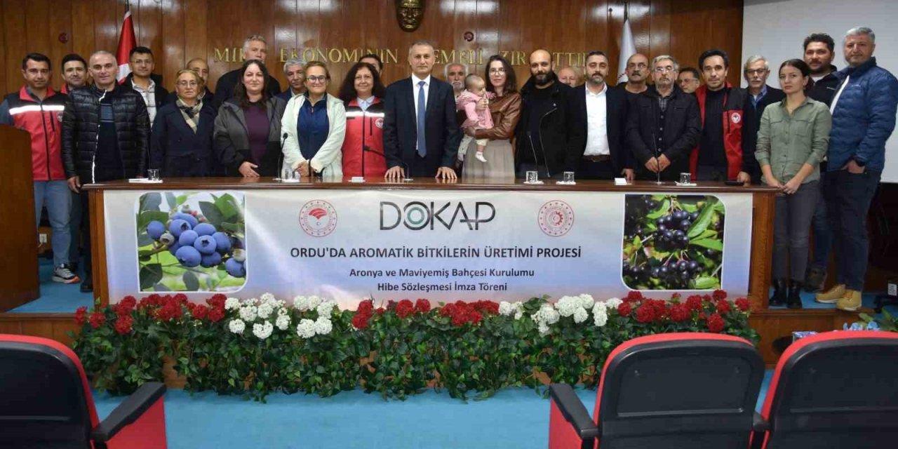 Ordu’da maviyemiş ve aronya üretim alanı 180 dekara ulaşıyor