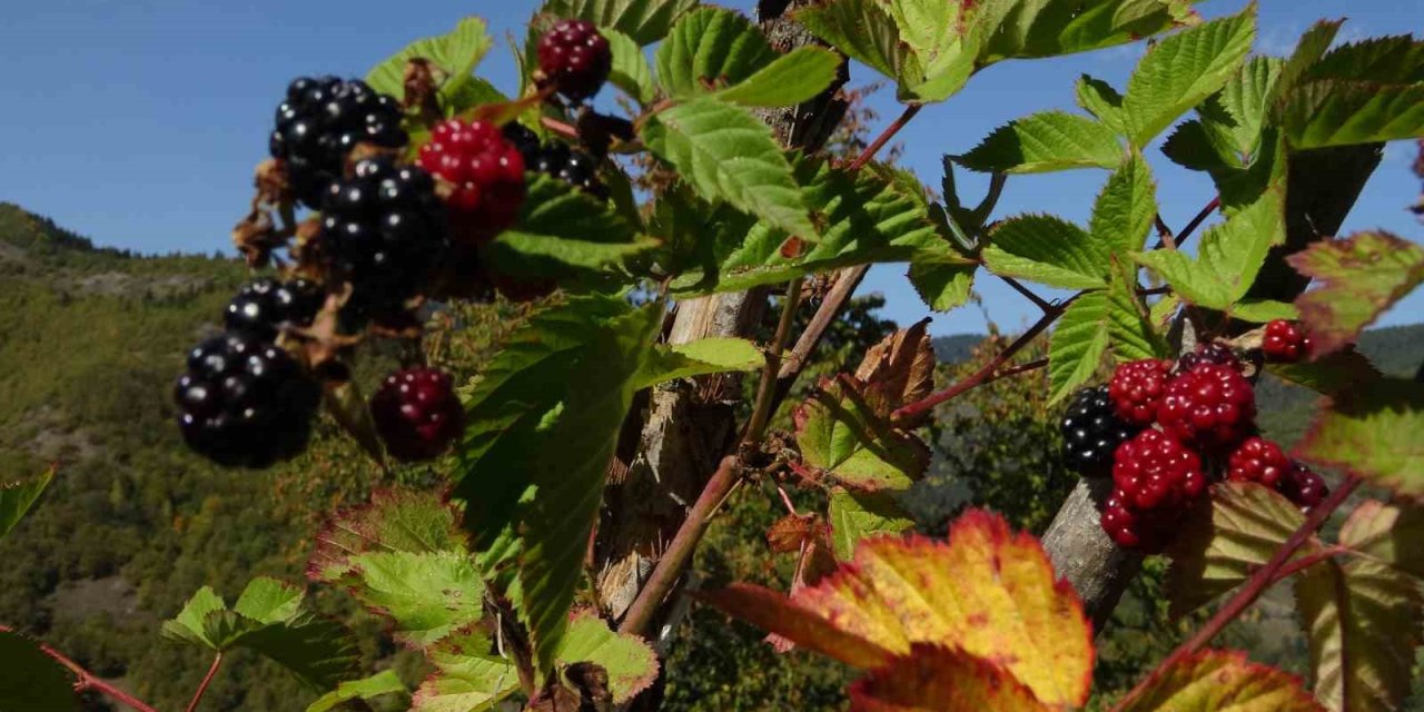 Doğanın şifasını organik üretimle buluşturdu