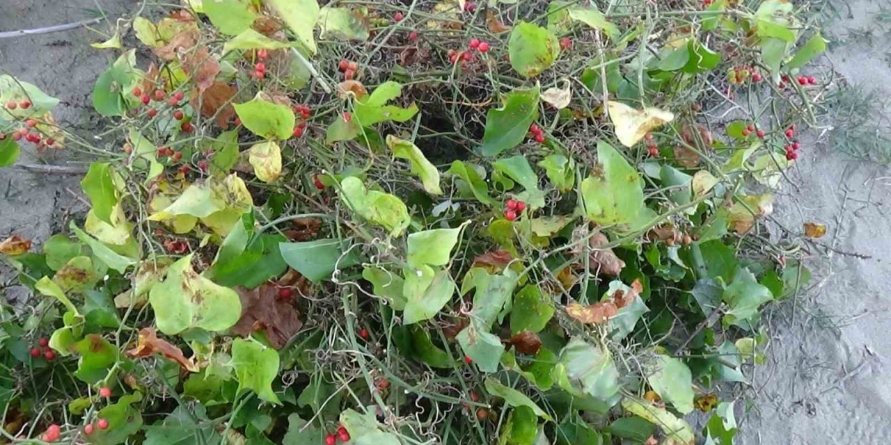 Sinop’ta Roman vatandaşların "kokina" mesaisi: İstanbul’dan gelip topluyorlar