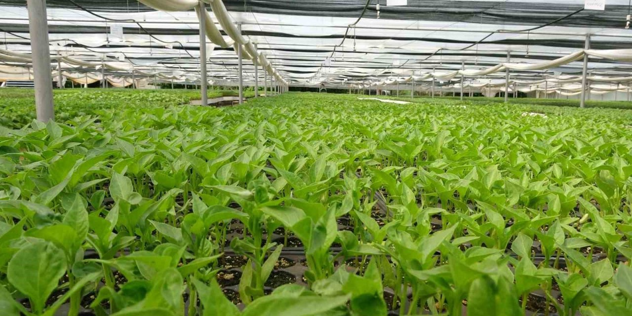 Prof. Dr. Resul Gerçekçioğlu: "Yabancı türler genetik mirasımızı yok etti"