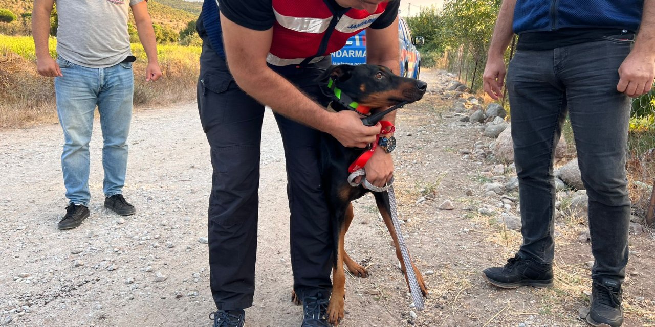 Berzeg'in Köpeği Tina'nın Tahlillerinden De Sonuç Çıkmadı