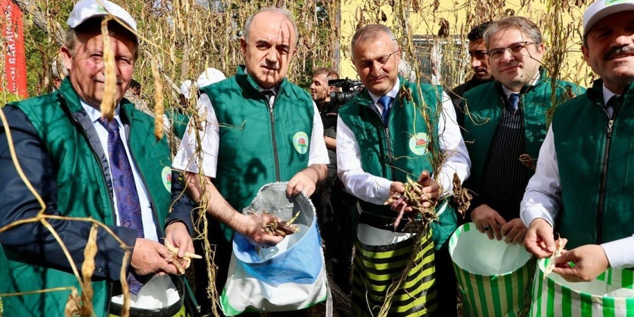 Coğrafi işaret tescilli ‘Akkuş Şeker Fasulyesi’nde hasat başladı