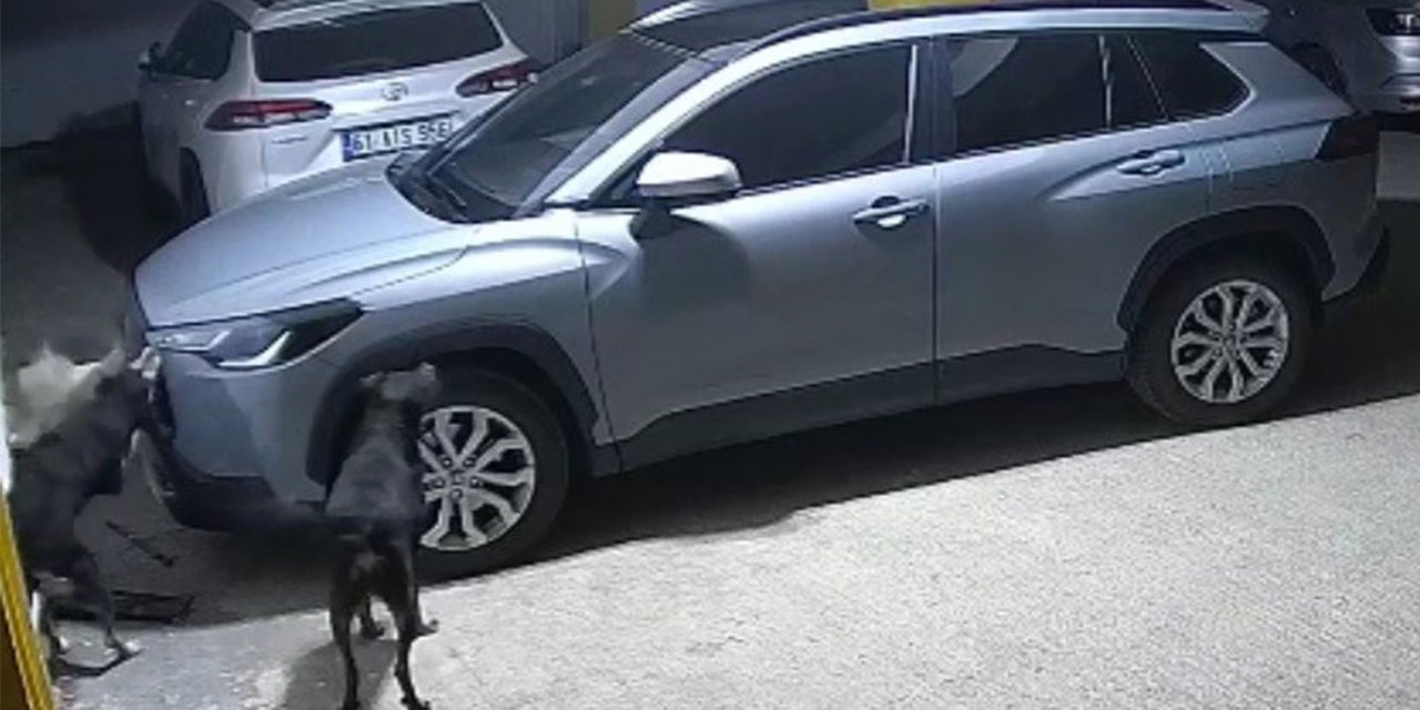 Gerçek güvenlik kamerası görüntülerini izleyince ortaya çıktı