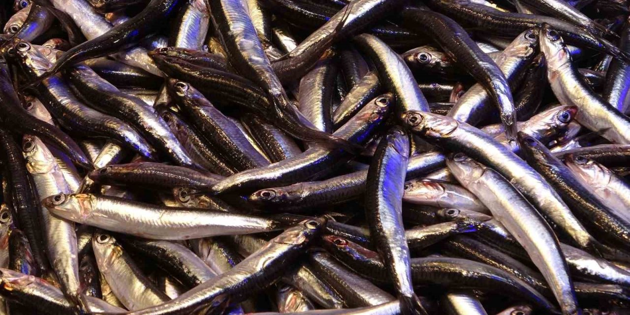 Hamsinin ihracatına boy engeli