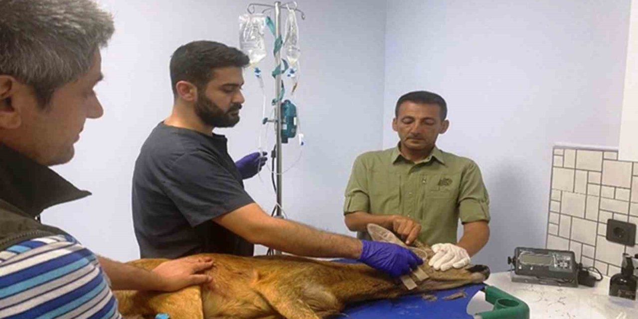 Samsun’da bin 200 hayvan tedavilerinin ardından doğaya salındı