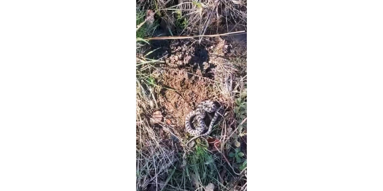 Mantar ararken dünyanın en zehirli yılanlarından engerekle karşılaştı