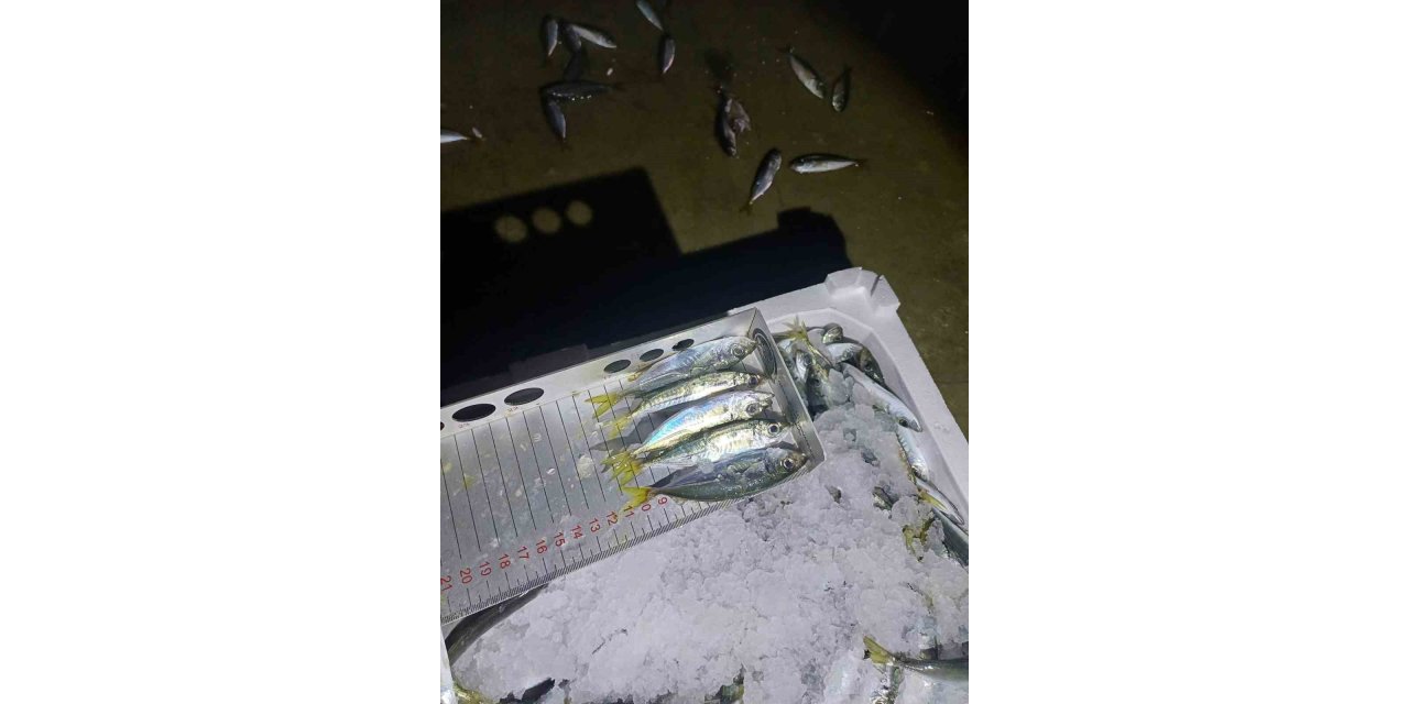 Yasal boy denetimi: Bin 845 kilo istavrite el konuldu