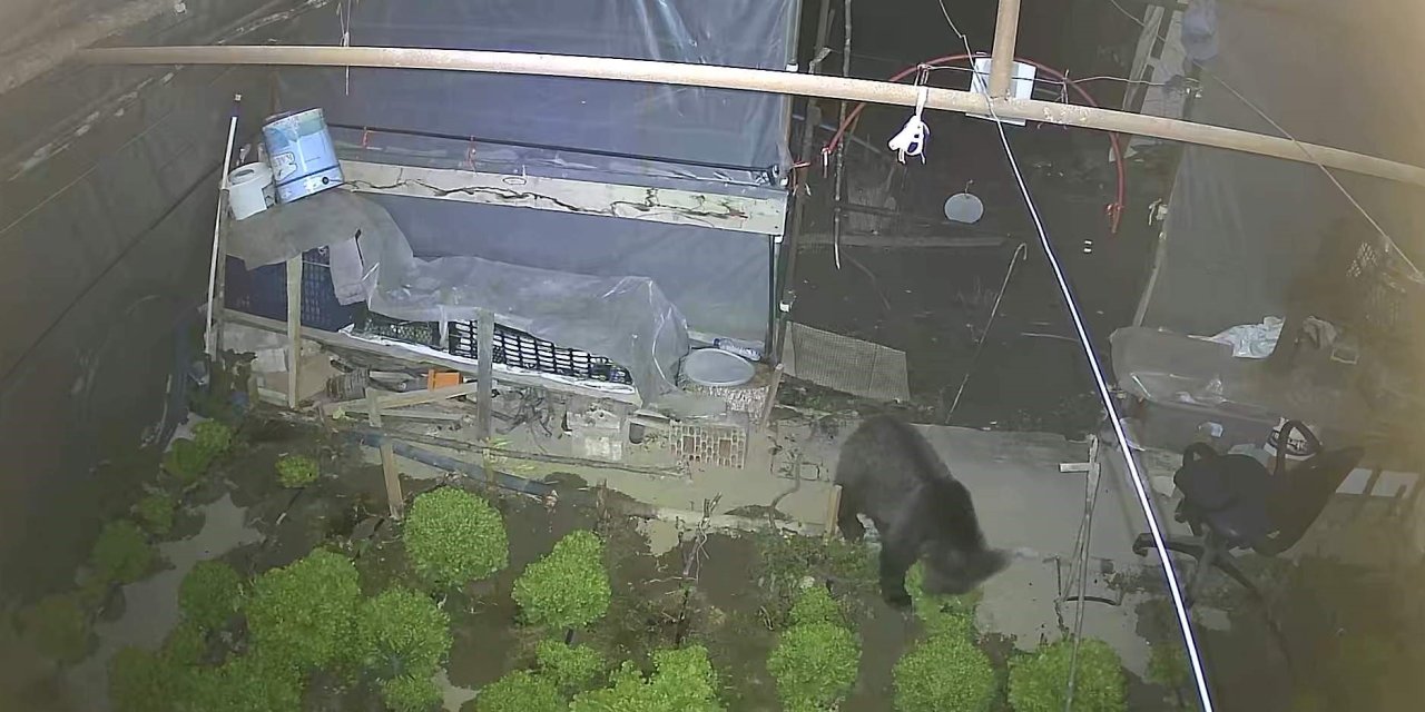 Marul çadırında şaşırtan misafir: Yavru ayı iki gecedir marul ziyafeti çekiyor