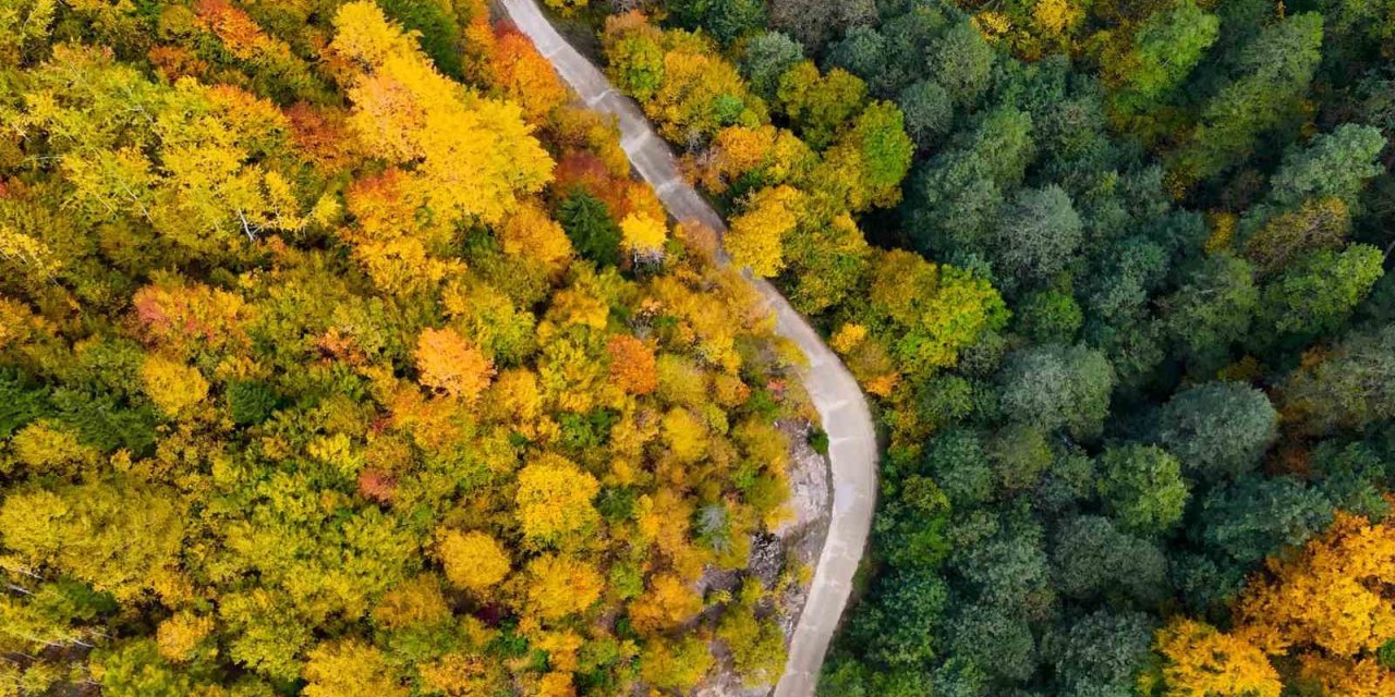 Örümcek Ormanları’nda renklerin muhteşem dansı