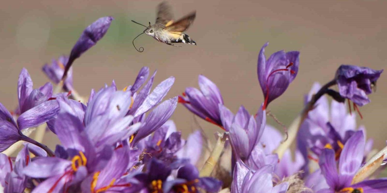 Dünyanın en pahalı baharatı safranın 1 gramı 500 TL