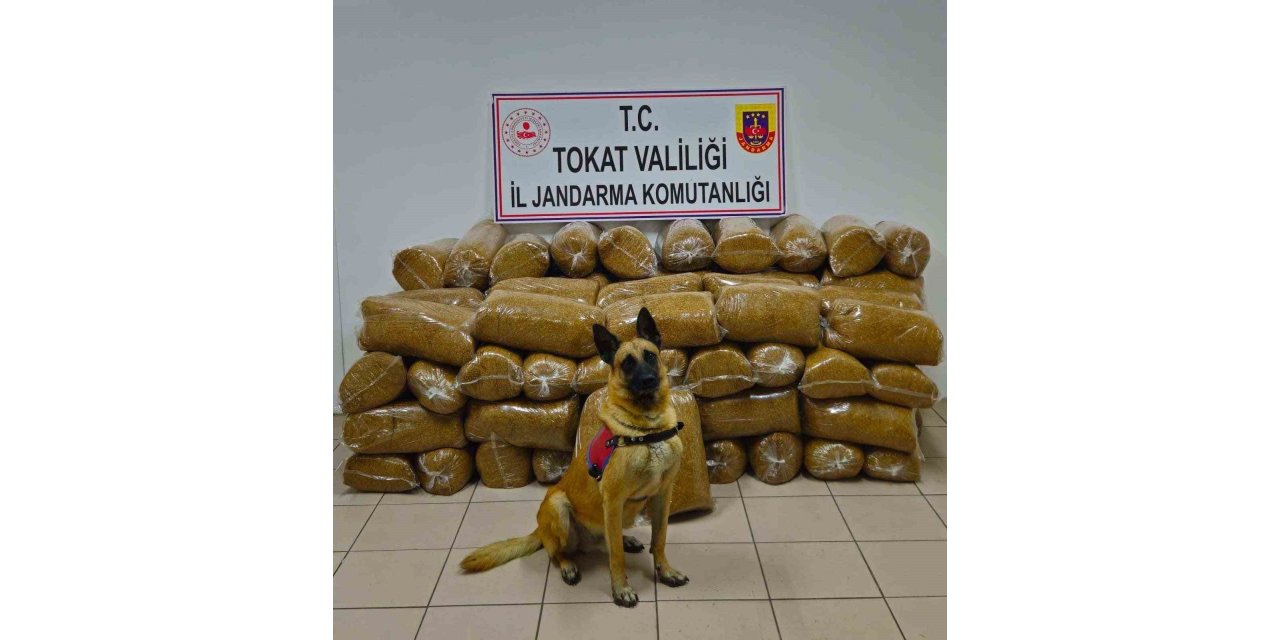 Tokat’ta 450 kilo kaçak tütün yakalandı