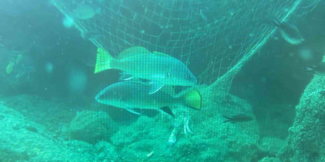 Denizlerin sessiz katili: Hayalet ağlar