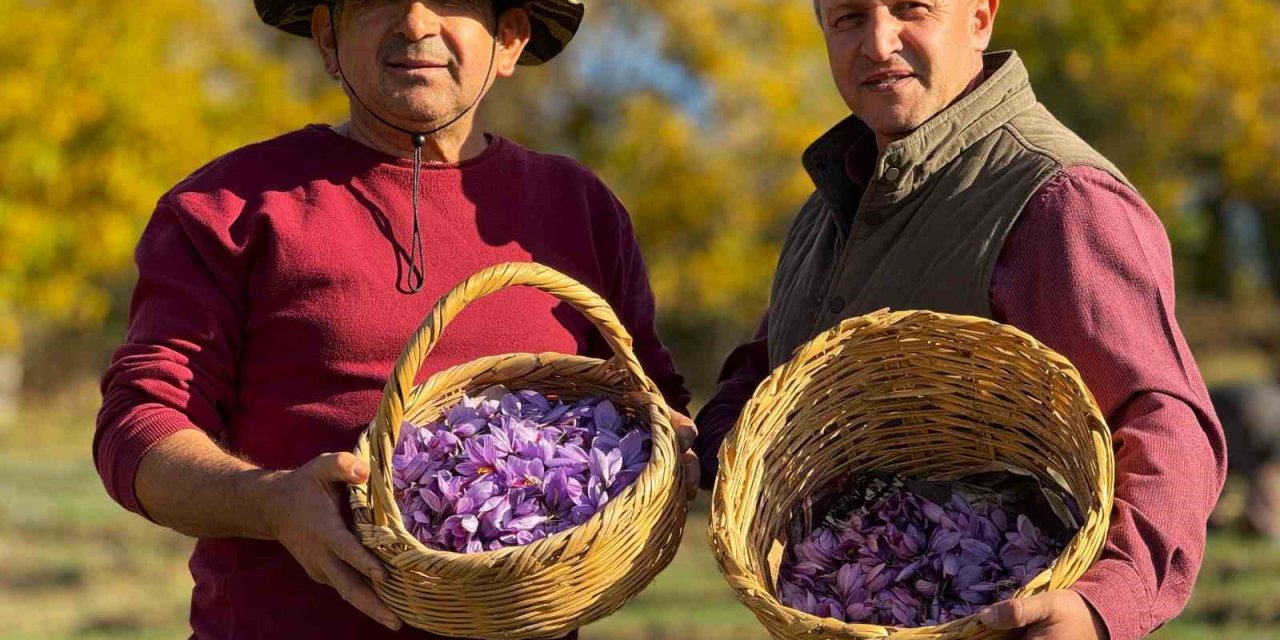 AB tescilli safranın hasadı sürüyor