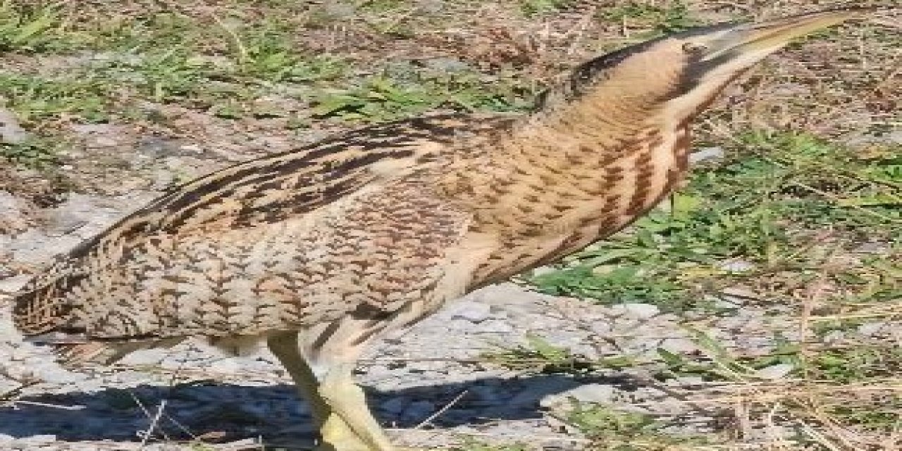 Nesli tükenmekte olan Güney Amerika balabanı Artvin’de görüldü