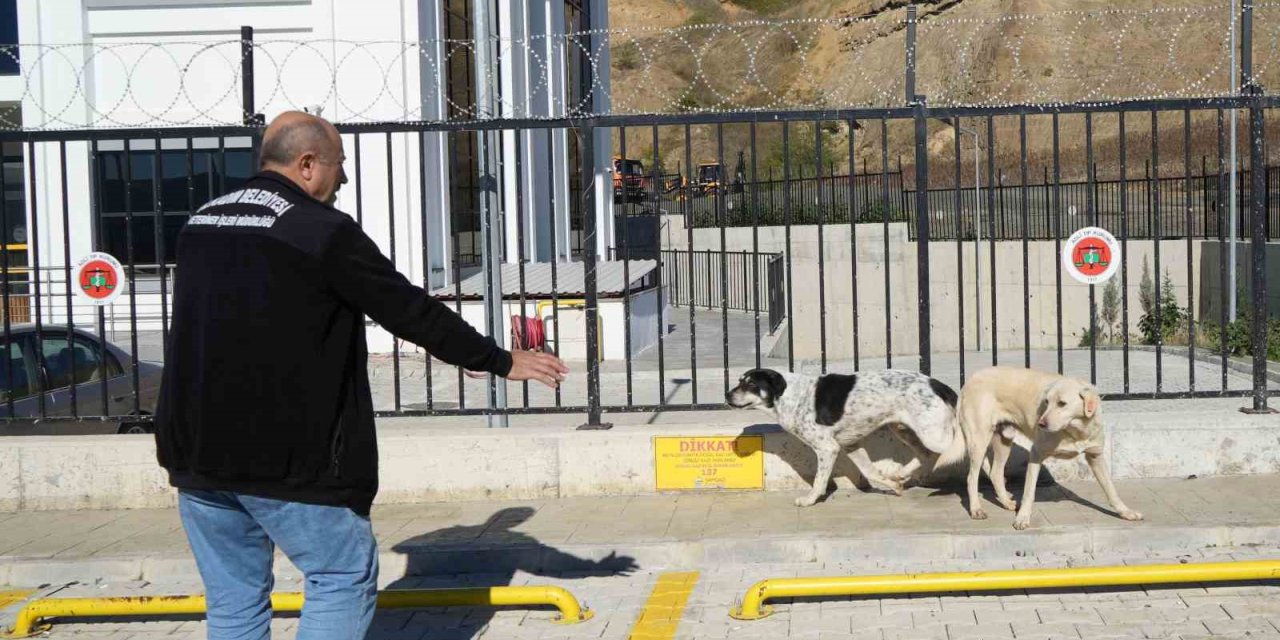 Başıboş sokak köpekleri toplanarak barınağa götürüldü
