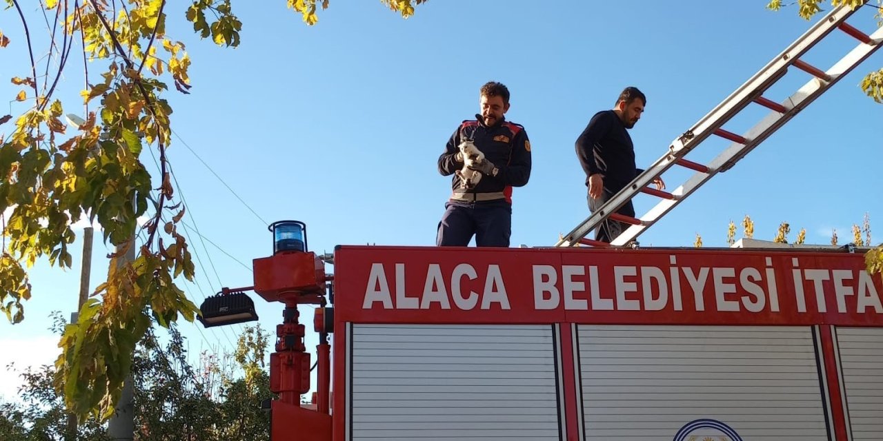 Ağaçta mahsur kalan yavru kedi itfaiye ekiplerince kurtarıldı