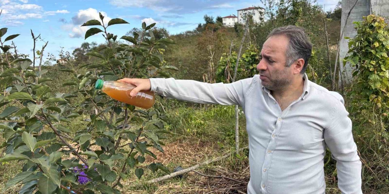 Kadife çiçeği ve soğanla kahverengi kokarcaya doğal çözüm