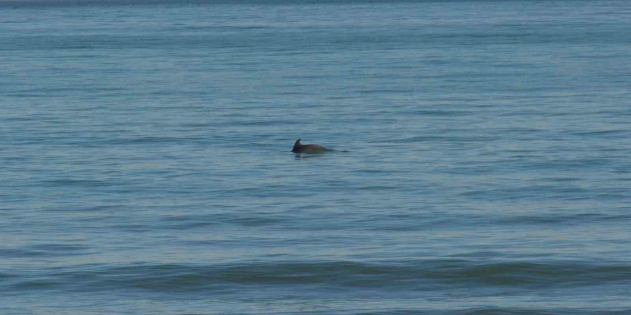 Ordu’da Yunus şöleni: Balık avı kameralara yansıdı