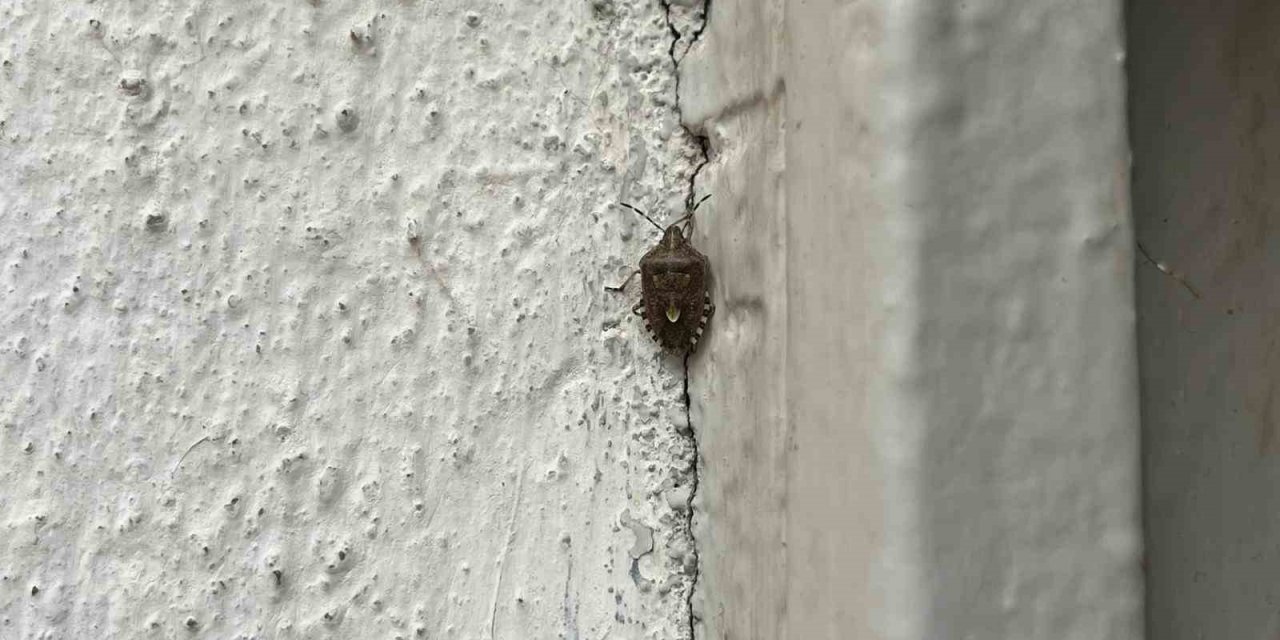 Bayburt’ta kokarca böceği görüldü