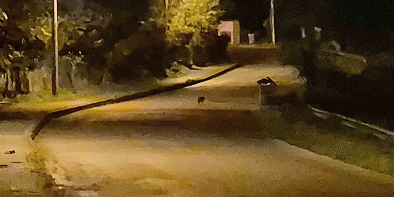 Aç kalan çakal yavruları Bartın şehir merkezinde görüntülendi