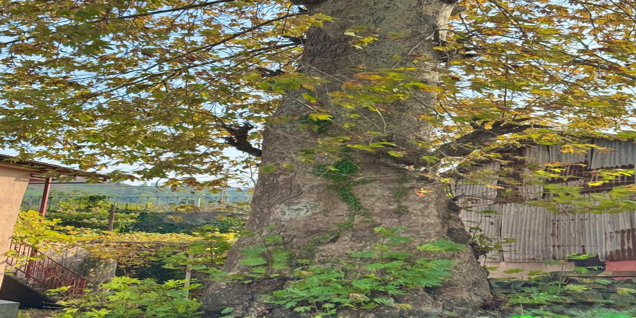 Asırlık çınar ağacının koruma altına alınması bekleniyor