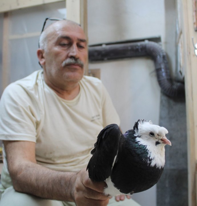Türk fısıldayıcısı Bayburt Güvercini sesiyle büyülüyo