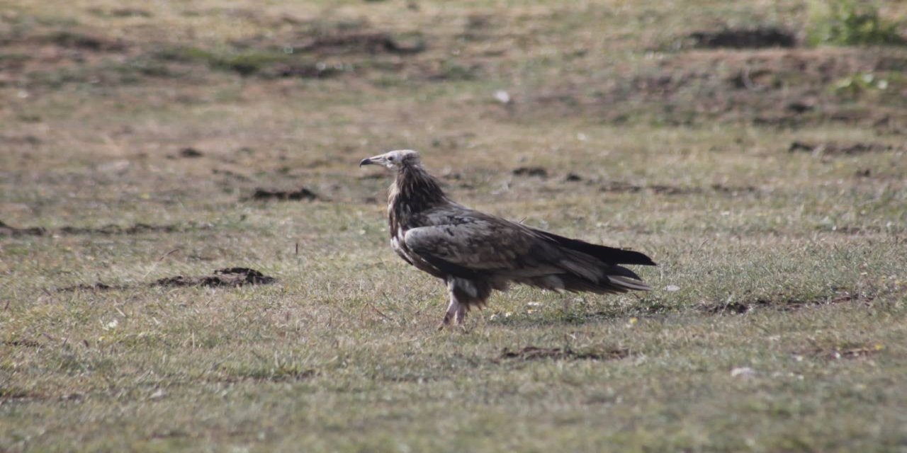 Bayburt’ta nesli tehlike altında olan Mısır Akbabası görüldü