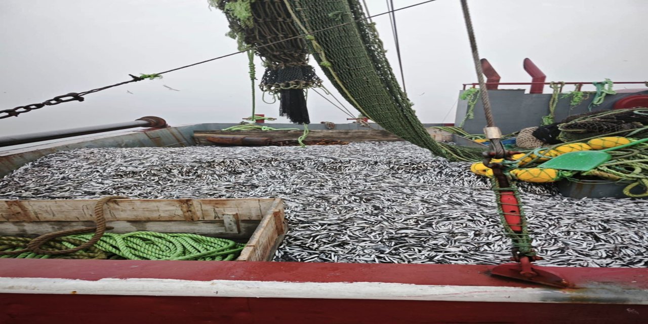 Samsun’da 1 milyon 843 bin 550 kilo hamsi denetlendi