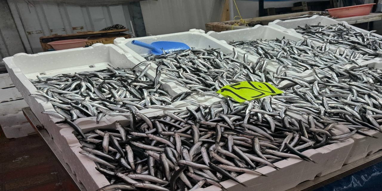Zonguldak'ta hava şartları hamsi fiyatını yükseltti