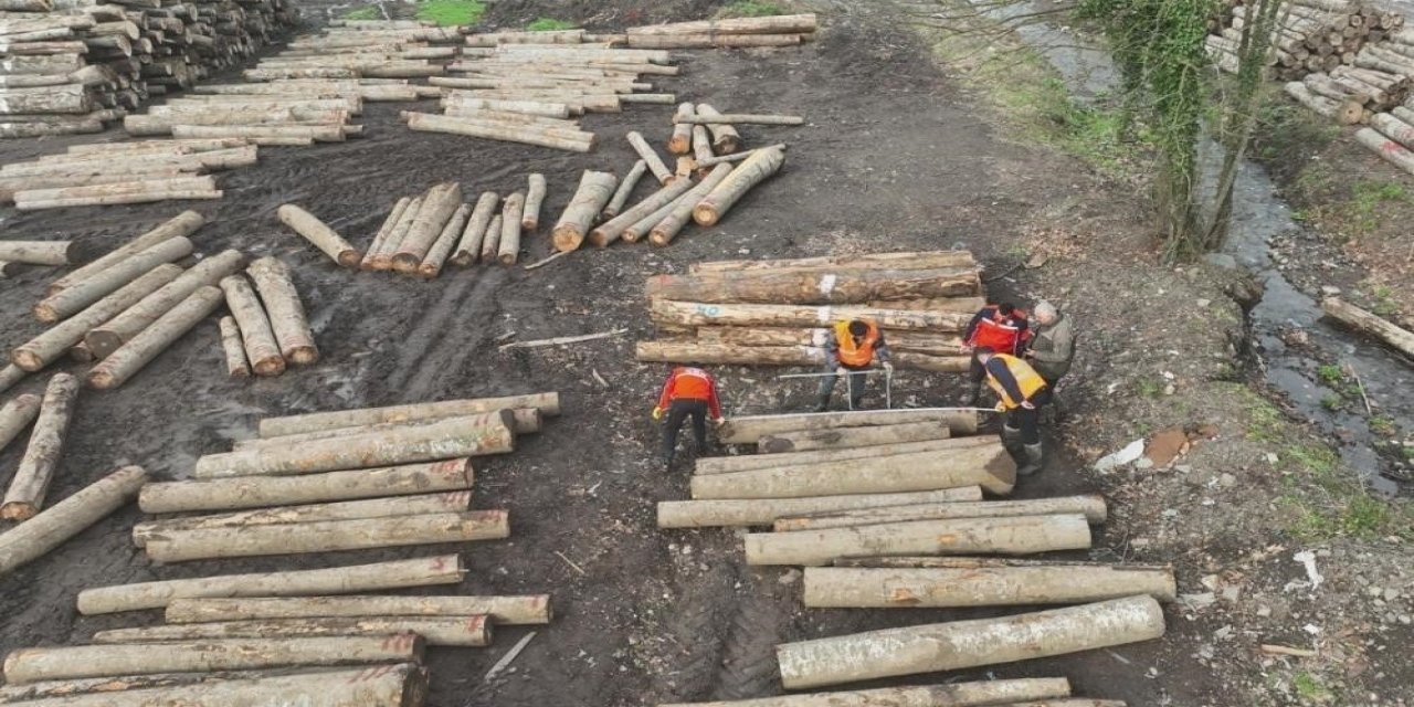 Düzce'de orman ürünü ihracatı geçen yılı geçti