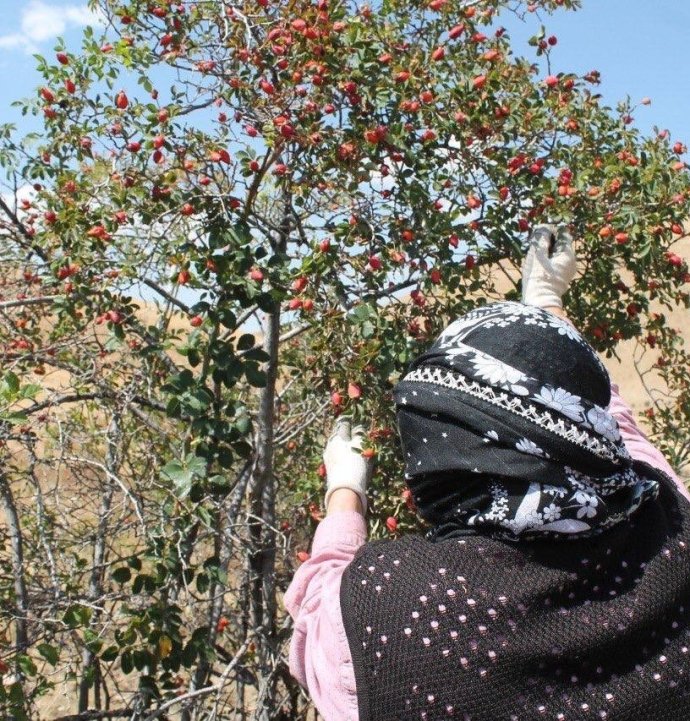 Dağların kırmızı hazinesi kuşburnu için hasat zamanı