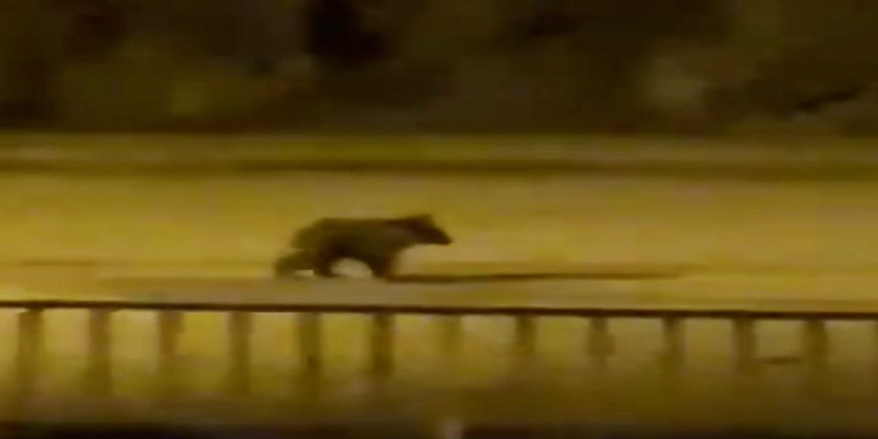 Yolunu şaşıran yavru ayı ilçe merkezine indi