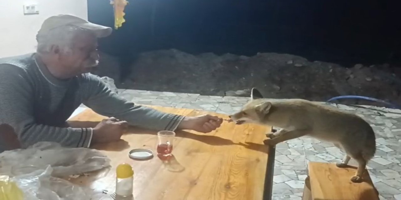 Tilki ailesi her akşam yemek için bağ evine geliyor