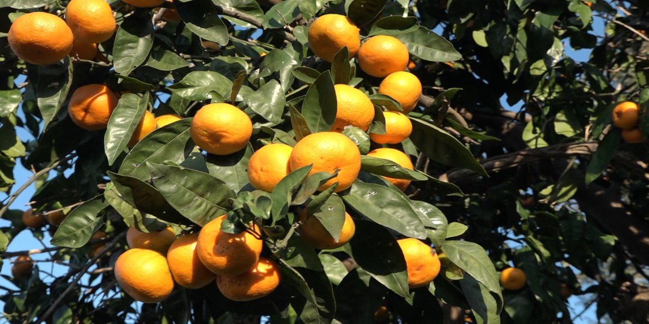 Rize'de Derepazarı mandalinasında hasat başladı